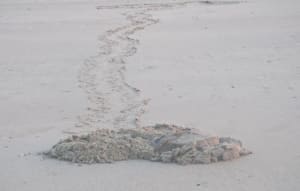 Bubber's crabs